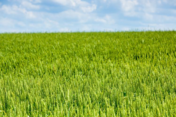 wheat field